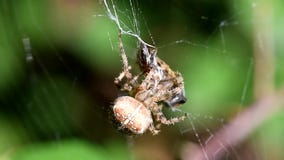 European garden spider, diadem spider, cross spider, crowned orb weaver, araneus diadematus stock video footage European garden spider, diadem spider, cross spider, crowned orb weaver, araneus diadematus stock video footage