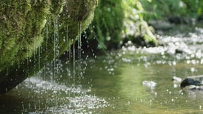 Movimento lento della cascata della molla che gocciola dal muschio Movimento lento della cascata della molla che gocciola dal muschio