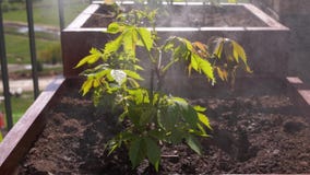 Movimento lento di bellezza Giardinaggio ed orticoltura gli spruzzi della donna innaffiano l'uva di ragazza in una scatola su un stock footage Movimento lento di bellezza Giardinaggio ed orticoltura gli spruzzi della donna innaffiano l'uva di ragazza in una scatola su un stock footage