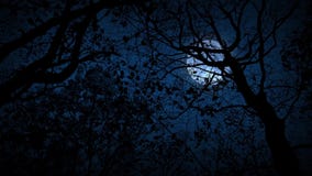 Moving Through Scary Woods Looking Up At Full Moon