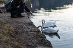 Mo?a que alimenta cisnes bonitas no lago com reflex?o imagens de stock Mo?a que alimenta cisnes bonitas no lago com reflex?o imagens de stock