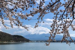Mt Fuji And Cherry Blossom Stock Photography