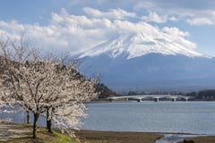 Mt Fuji And Cherry Blossom Stock Photos