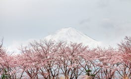 Mt Fuji And Pink Cherry Blossom Tree In Spring Kaw Stock Images