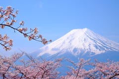 Mt Fuji and Cherry Blossom in Japan Spring Season (Japanese Cal Royalty Free Stock Images Mt Fuji and Cherry Blossom in Japan Spring Season (Japanese Cal Royalty Free Stock Images