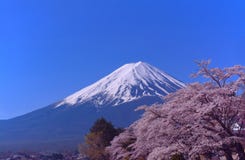 Mt. Fuji and Cherry blossoms in Japan stock photo Mt. Fuji and Cherry blossoms in Japan stock photo