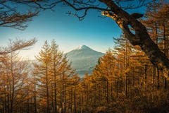 MT Fuji met de bomen van de de herfstpijnboom bij zonsopgang in Fujikawaguchiko, J royalty-vrije stock afbeeldingen MT Fuji met de bomen van de de herfstpijnboom bij zonsopgang in Fujikawaguchiko, J royalty-vrije stock afbeeldingen