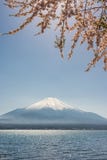 Mt Fuji och de körsbärsröda blomningarna arkivbilder Mt Fuji och de körsbärsröda blomningarna arkivbilder