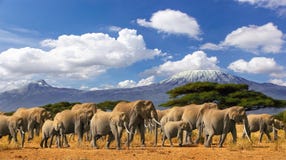 Mt Kilimanjaro Elephant Herd Tanzania Kenya Africa Royalty Free Stock Photos