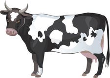 Mucca