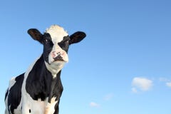 Mucca in bianco e nero Mucca in bianco e nero