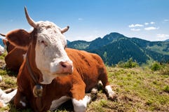 Mucca che riposa sull'alpe della montagna Immagini Stock Mucca che riposa sull'alpe della montagna Immagini Stock