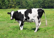 Mucca da latte del Vermont Mucca da latte del Vermont