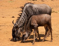 Mucca e vitello blu dello gnu fotografia stock libera da diritti Mucca e vitello blu dello gnu fotografia stock libera da diritti