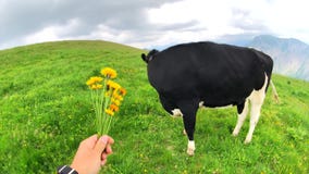 Mucca maschio di alimentazione manuale di POV con i fiori del prato stock footage Mucca maschio di alimentazione manuale di POV con i fiori del prato stock footage