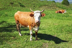Mucca, ostacolata con la macchina fotografica esaminante a catena del metallo, pascente sulla s fotografia stock Mucca, ostacolata con la macchina fotografica esaminante a catena del metallo, pascente sulla s fotografia stock