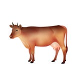 Mucca realistica di Brown illustrazione di stock Mucca realistica di Brown illustrazione di stock