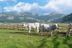 Mucca su un pascolo sui precedenti di una montagna Due mucche che pascono su un campo fotografia stock Mucca su un pascolo sui precedenti di una montagna Due mucche che pascono su un campo fotografia stock