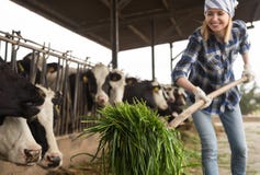Mucche d'alimentazione del tecnico femminile con erba nel granaio del bestiame fotografia stock libera da diritti Mucche d'alimentazione del tecnico femminile con erba nel granaio del bestiame fotografia stock libera da diritti