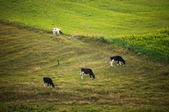 Mucche sul campo, paesaggio rurale polacco, sera tardi l dorata immagine stock libera da diritti Mucche sul campo, paesaggio rurale polacco, sera tardi l dorata immagine stock libera da diritti