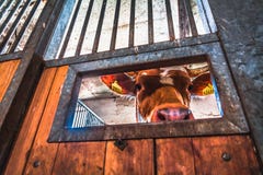 Mucche in un'azienda agricola immagini stock libere da diritti Mucche in un'azienda agricola immagini stock libere da diritti