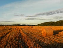 Mucchi di fieno sul campo di estate Fieno raccolto su un bello campo di estate Dettagli e primo piano immagini stock Mucchi di fieno sul campo di estate Fieno raccolto su un bello campo di estate Dettagli e primo piano immagini stock