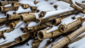 Mucchio di bambù con neve su loro per fondo fotografie stock libere da diritti Mucchio di bambù con neve su loro per fondo fotografie stock libere da diritti