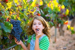 Muchacha del niño del granjero en viñedo que come la uva en otoño mediterráneo imágenes de archivo libres de regalías Muchacha del niño del granjero en viñedo que come la uva en otoño mediterráneo imágenes de archivo libres de regalías
