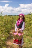 Muchacha que escoge rosas rosadas búlgaras en un jardín foto de archivo libre de regalías Muchacha que escoge rosas rosadas búlgaras en un jardín foto de archivo libre de regalías