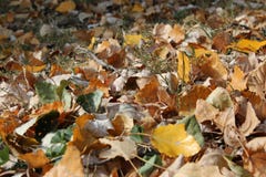Muchas hojas de otoño en el parque, bosque imagen de archivo libre de regalías Muchas hojas de otoño en el parque, bosque imagen de archivo libre de regalías