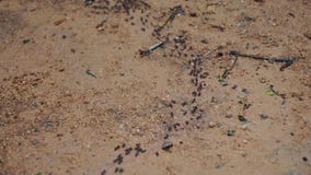 Muchas hormigas funcionadas con uno tras otro en una pista metrajes Muchas hormigas funcionadas con uno tras otro en una pista metrajes