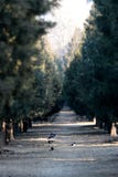 Muchas urracas en el bulevar del pino en un parque chino, muy muy y pacífico fotografía de archivo libre de regalías Muchas urracas en el bulevar del pino en un parque chino, muy muy y pacífico fotografía de archivo libre de regalías