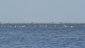 Muchos cisnes Muchos cisnes