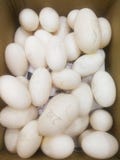 Muchos huevos de los cocodrilos están disponibles imagen de archivo libre de regalías Muchos huevos de los cocodrilos están disponibles imagen de archivo libre de regalías