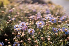 Muestras de la primavera imágenes de archivo libres de regalías Muestras de la primavera imágenes de archivo libres de regalías