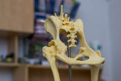 Muffa canina di displasia dell'anca e fondo vago immagini stock libere da diritti Muffa canina di displasia dell'anca e fondo vago immagini stock libere da diritti
