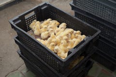 Muitas galinhas pequenas amarelas em uma caixa em uma exploração agrícola de galinha imagens de stock royalty free Muitas galinhas pequenas amarelas em uma caixa em uma exploração agrícola de galinha imagens de stock royalty free