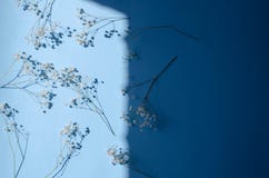 Muitos ramos do gypsophila em um fundo azul com uma luz dura fotos de stock Muitos ramos do gypsophila em um fundo azul com uma luz dura fotos de stock