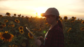 Mujer del granjero que trabaja con una tableta en un campo del girasol en la luz de la puesta del sol El agrónomo estudia la cose metrajes Mujer del granjero que trabaja con una tableta en un campo del girasol en la luz de la puesta del sol El agrónomo estudia la cose metrajes