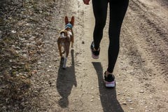 Mujer joven que camina en un bosque con un perro del basenji imagen de archivo Mujer joven que camina en un bosque con un perro del basenji imagen de archivo