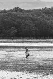 Mujer que recolecta las cáscaras en la puesta del sol en Bais, Filipinas imagenes de archivo Mujer que recolecta las cáscaras en la puesta del sol en Bais, Filipinas imagenes de archivo