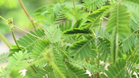 Mujer que toca las hojas de la planta sensible, también conocidas como la mimosa Pudica, la planta soñolienta, tacto-mí-no o plan Mujer que toca las hojas de la planta sensible, también conocidas como la mimosa Pudica, la planta soñolienta, tacto-mí-no o plan