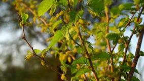 Mulberry on the branches, mulberry fruit on the tree, close up. Sahtoot green leaves with attractive natal flowers