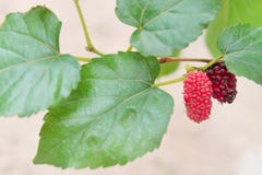 Mulberry group hanging on the branch of tree , healthy berry fruit nature patterns background stock photo Mulberry group hanging on the branch of tree , healthy berry fruit nature patterns background stock photo