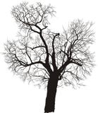 Mulberry Tree, Vector Royalty Free Stock Image Mulberry Tree, Vector Royalty Free Stock Image