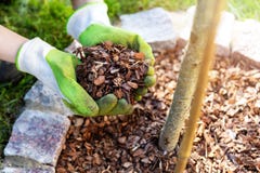 Free Mulching Flowerbed With Pine Tree Bark Mulch Royalty Free Stock Image - 177345536