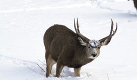 Mule Deer Buck in Snow Stock Images Mule Deer Buck in Snow Stock Images