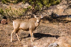 Mule Deer Doe walking across grassy meadow in Rocky Mountains stock images Mule Deer Doe walking across grassy meadow in Rocky Mountains stock images