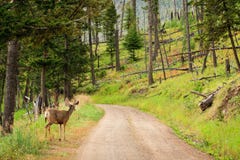 Mule Deer on Road royalty free stock photos Mule Deer on Road royalty free stock photos