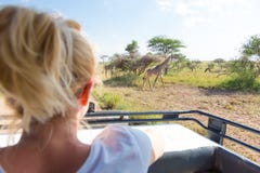 Mulher no safari africano dos animais selvagens observando o girafa pastar no savana do jipe aberto do safari do telhado fotografia de stock royalty free Mulher no safari africano dos animais selvagens observando o girafa pastar no savana do jipe aberto do safari do telhado fotografia de stock royalty free